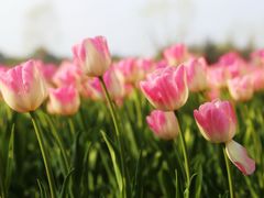 -上海鲜花港