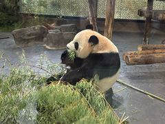 -上海野生动物园