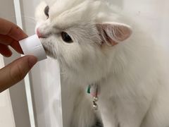 -楼上猫咖(罗湖店)