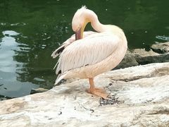 -昆明动物园