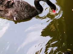 -成都市活水公园