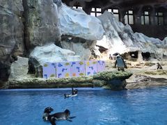 -帝企鹅自助餐厅•儿童岛•真企鹅(长隆企鹅酒店)