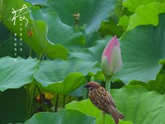 -莲花池公园