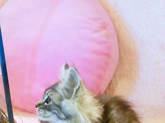 -十年猫舍·猫咪专门店(普陀店)