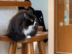 -有猫主题·治愈系猫咖(曾厝垵店)