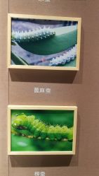 -太湖雪蚕桑文化园