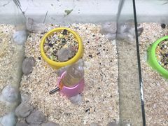 -万商花鸟市场