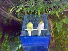 鹦鹉-绿色时代大酒店