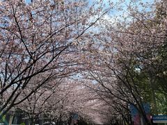 -高东镇樱花园