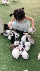 -萌宠亲子动物乐园(槐房万达店)