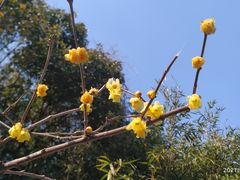 -无锡梅园公园