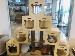 -瞄一喵猫咖(格力海岸店)