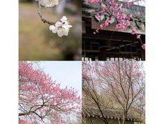 -杭州植物园