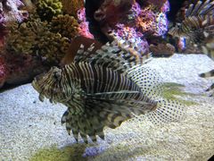 -上海海洋水族馆