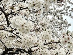 -西北湖绿化广场