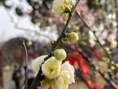 -无锡梅园公园