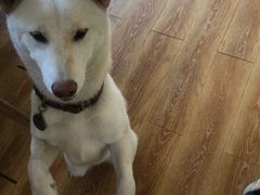 -柴犬高等学院·狗咖·柴犬售卖·宠物训练