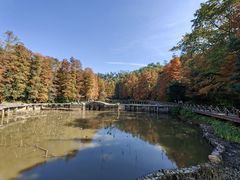 -深圳仙湖植物园