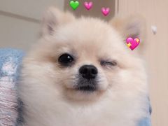 -老盛昌(聚丰园店)