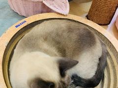 -滚猫咖啡·猫咖·猫友好撸猫(未来城店)