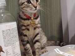 -四月宠物医院·猫专科·心脏专科·内科(转塘店)