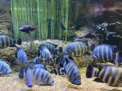 -上海海洋水族馆