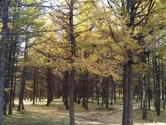 -塞罕坝国家级自然保护区