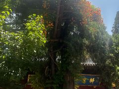 -洛阳白马寺