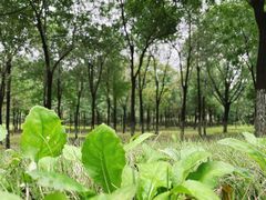 -东郊湿地公园