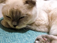 -藏猫猫咖啡主题馆(中央大道店)