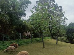 -深圳野生动物园