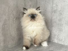 -小猫来了·猫舍(红山六九七九店)