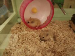 -龙猫仔乐园(惠福东路店)