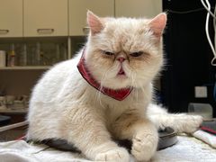 -猫色咖啡·猫咖
