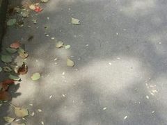 -徐家汇源景区-衡山公园