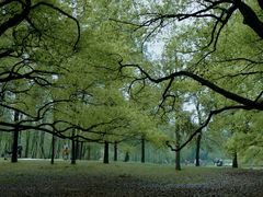 -上海共青森林公园