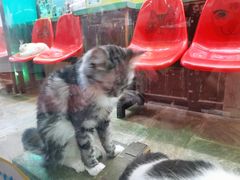 -猫咪博物馆(顶澳仔猫街店)