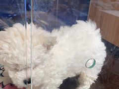 -FAELING PETS美天灵宠物(富力广场店)
