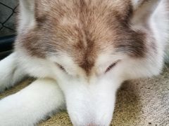 -TrueLove @ Neverland (Husky Cafe)