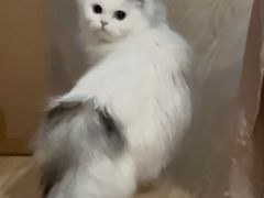 -猫大福·Fortune Cat猫舍(百子湾店)