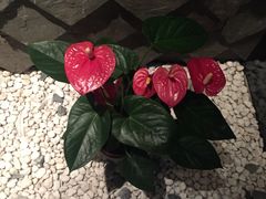 -丽晶大班SPA(大沽店)