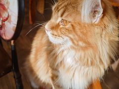 -蓝鲸·缅因猫舍
