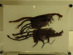 -上海纺织博物馆