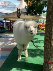 -萌宠亲子动物乐园(槐房万达店)