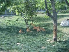 -西安秦岭野生动物园