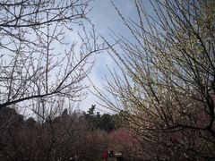 -香雪海