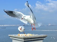 -海埂大坝