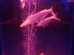 -青岛海底世界-水族馆