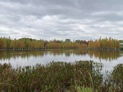 -白鹭湾湿地公园