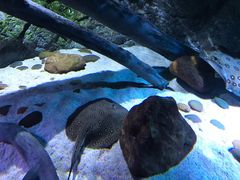 -暹罗海洋世界